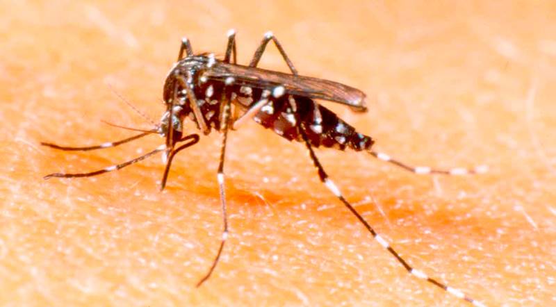 Campinas vai fabricar 2 milhões de mosquitos da dengue por semana | Foto: Folhapress
