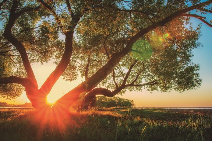 Majestic Vivid Sunset Through Trunk Of Tree At Beautiful Nature.